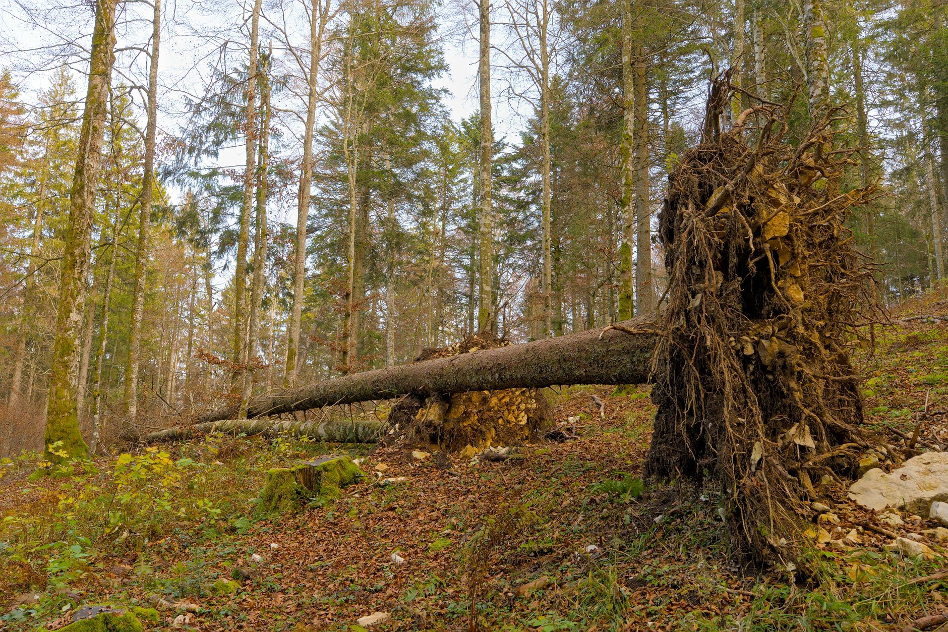 Enlèvement arbre urgence Alpes-Maritimes